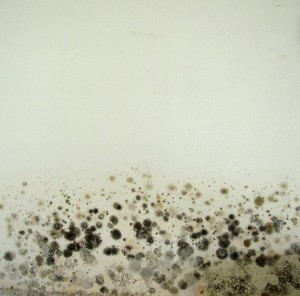 mold (mould) on a wall